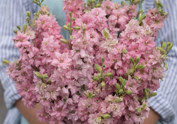 Delphinium consolida Qis Light Pink