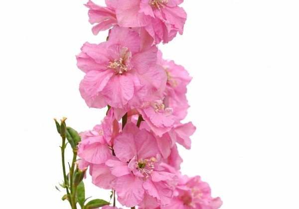 Delphinium consolida Qis Rose