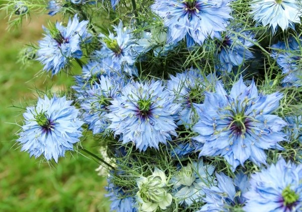 Nigella Damascena Miss Yekyll Sky Blue
