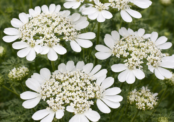 Orlaya Grandiflora White Lace