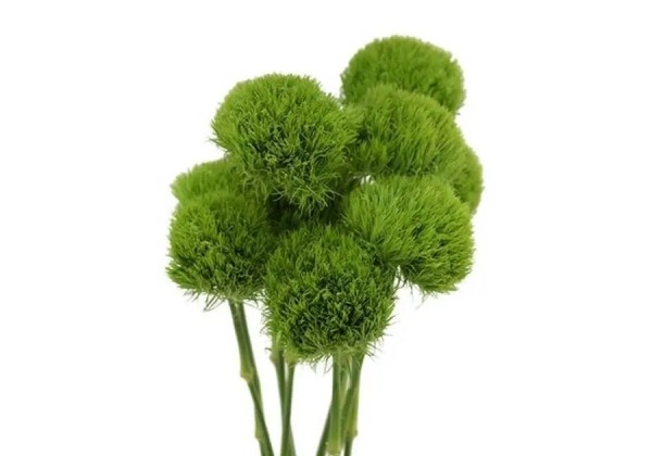 Barbatus Green
