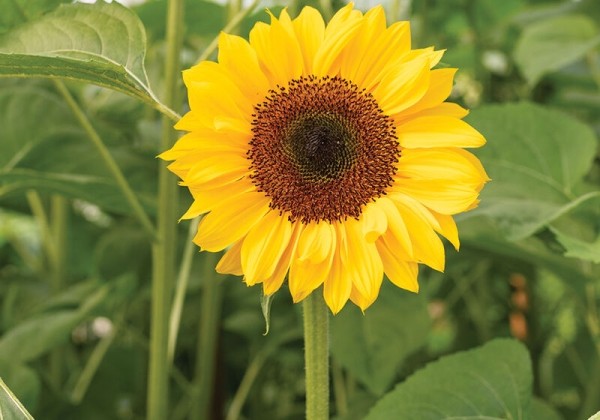 Helianthus annuus ProCut Horizon