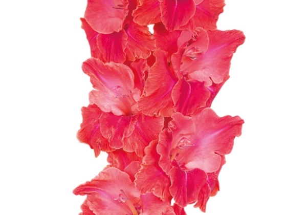 Gladiolus After Shock