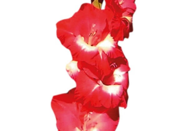 Gladiolus Beach Party