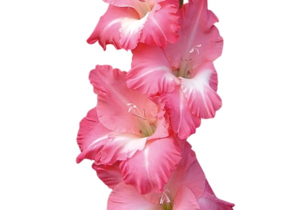 Gladiolus Big Business