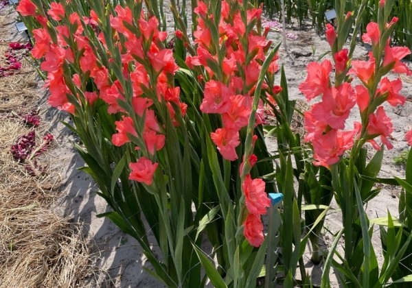 Gladiolus Big Business