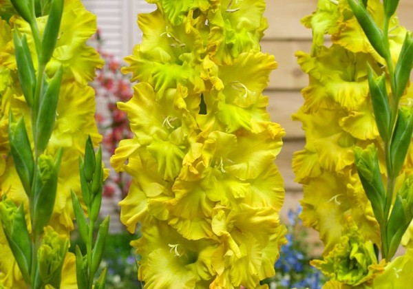 Gladiolus Blitz