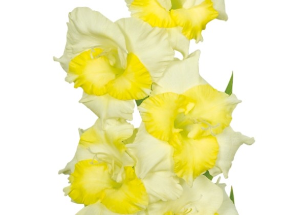 Gladiolus Buggy