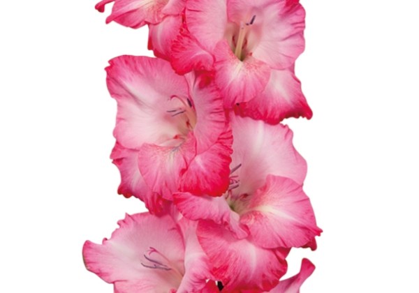Gladiolus Cantate