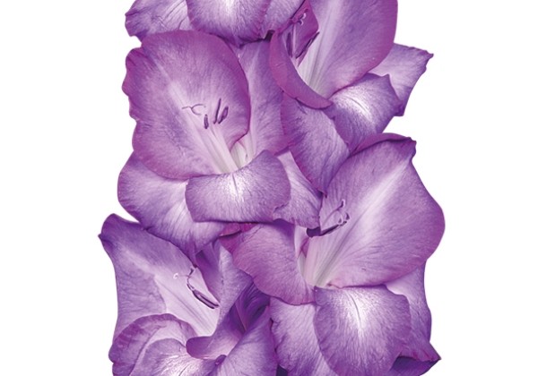 Gladiolus Chemistry