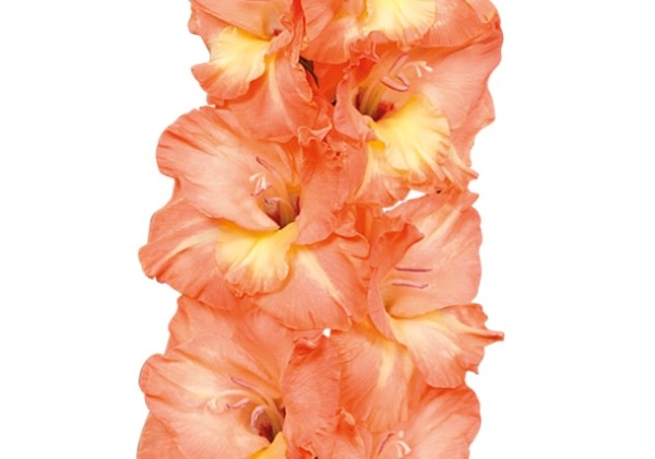 Gladiolus Eminence