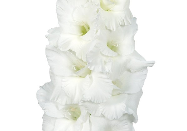 Gladiolus Essential