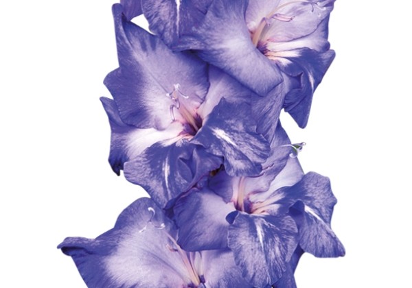 Gladiolus Grapevine