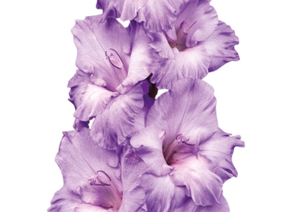 Gladiolus Milka