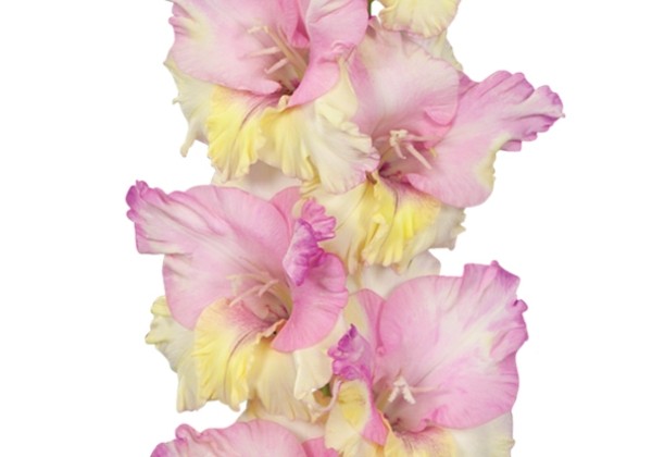 Gladiolus Mon Amour