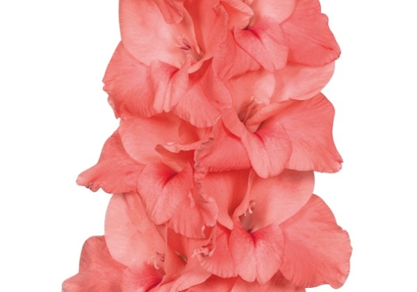 Gladiolus New Release
