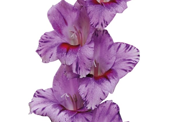Gladiolus Passos