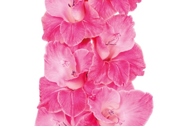 Gladiolus Pink Event