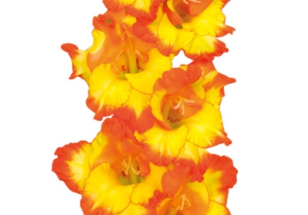 Gladiolus Princess Margareth Rose