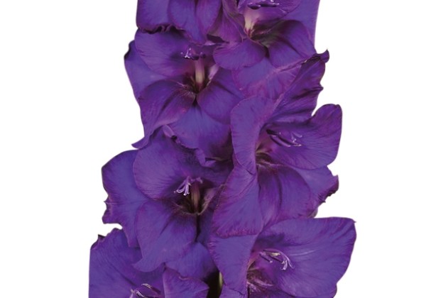 Gladiolus Purple Flora