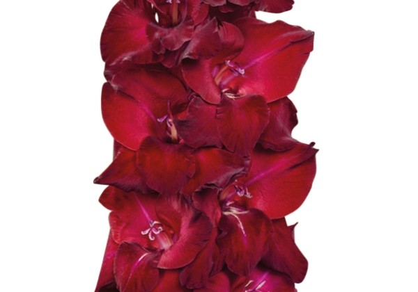 Gladiolus Tavira