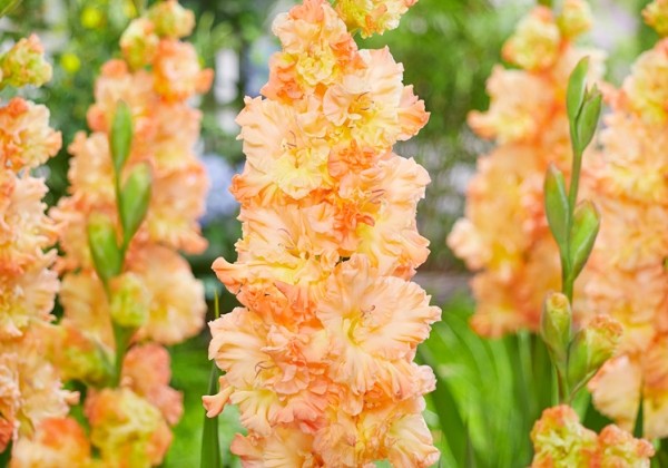 Gladiolus The Great Queen Elizabeth