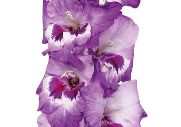 Gladiolus Vista