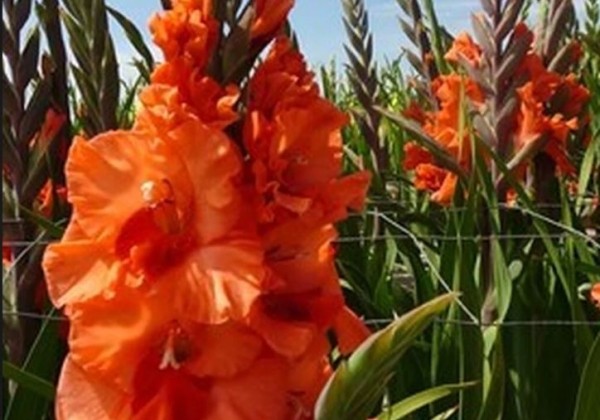 Gladiolus Flaming Sunset