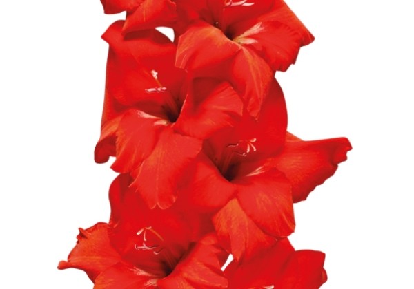 Gladiolus Dador de Pan