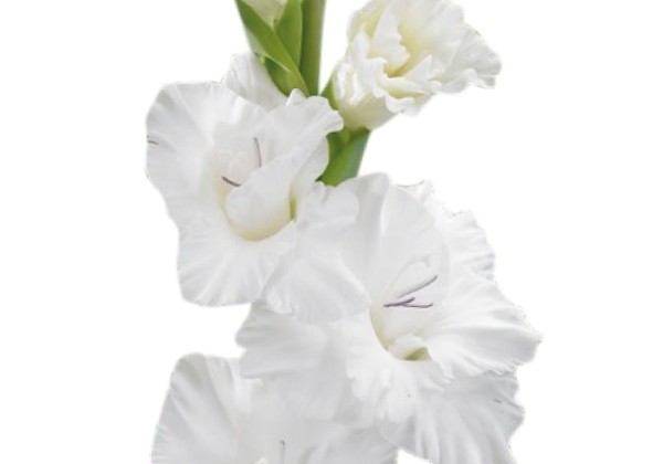 Gladiolus Flevo Snow