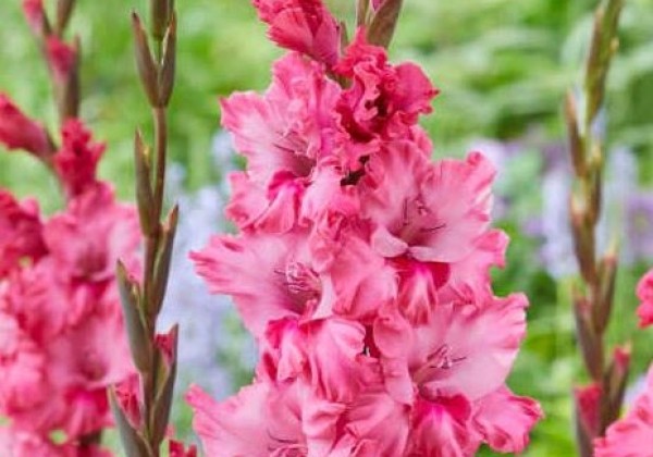Gladiolus Kingston Ruffle