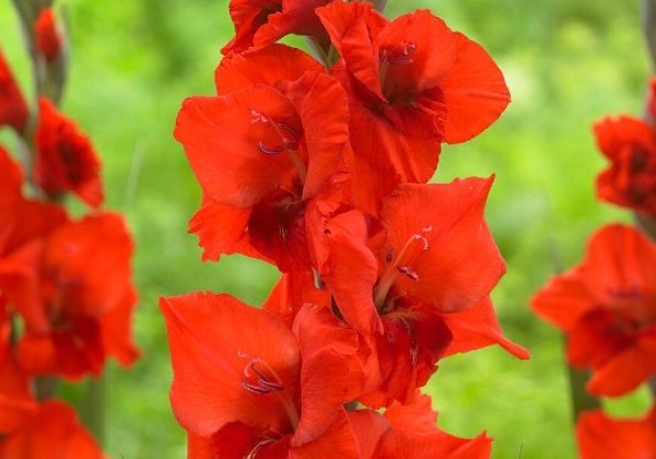 Gladiolus Zaragoza