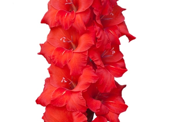 Gladiolus Magma