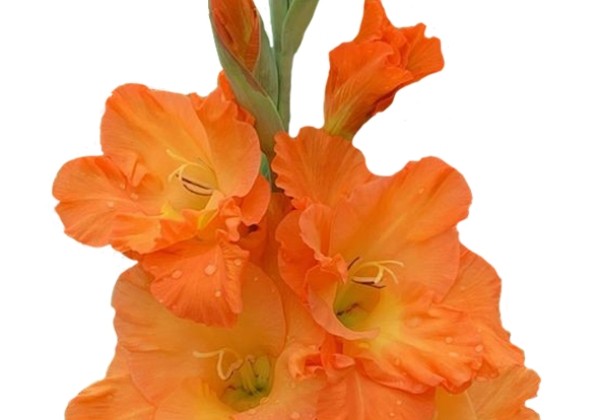 Gladiolus Sierra