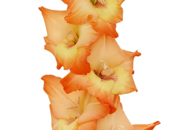 Gladiolus Orange Sun