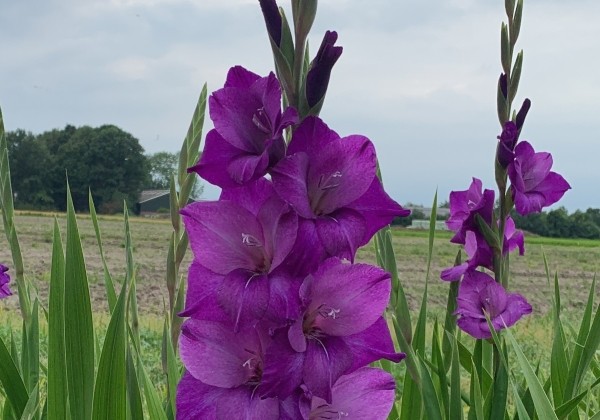Gladiolus Blauw