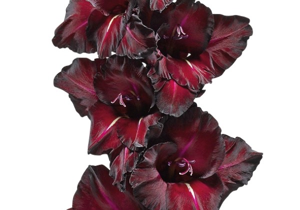 Gladiolus Back Surprise