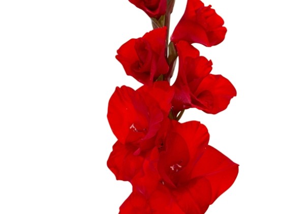Gladiolus Toscane