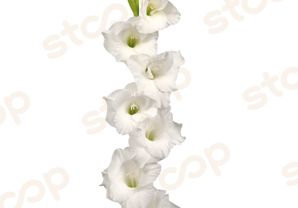 Gladiolus Alexandra The Great