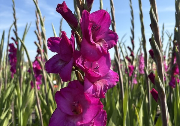Gladiolus Aurora (Kenia)