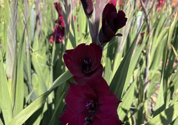 Gladiolus Back Star