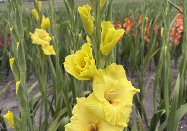 Gladiolus Bananarama