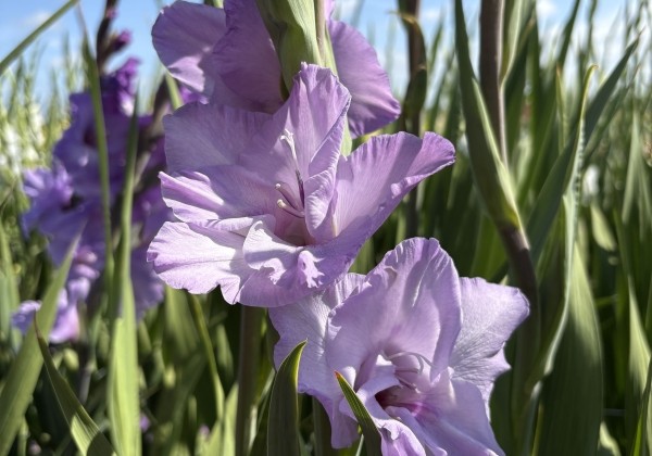 Gladiolus Blue Tropic