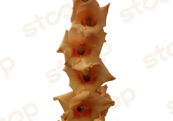 Gladiolus Flevo Beach