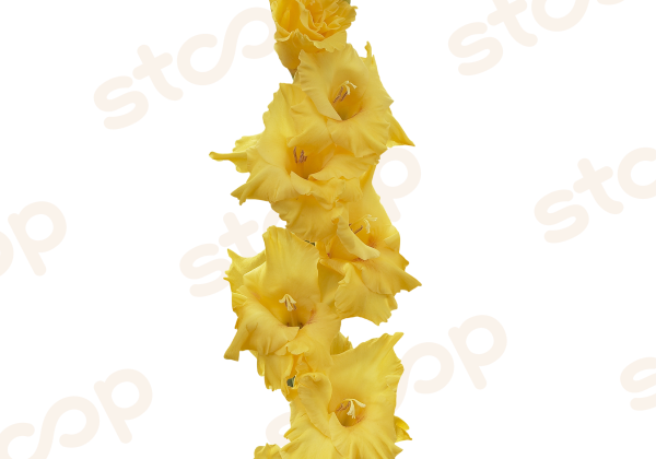 Gladiolus Flevo Breezer