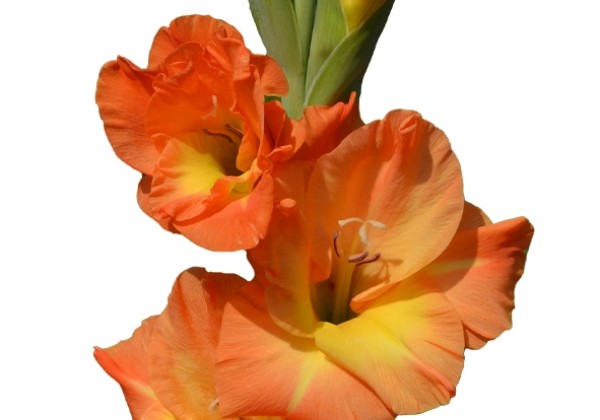 Gladiolus Flevo Solar