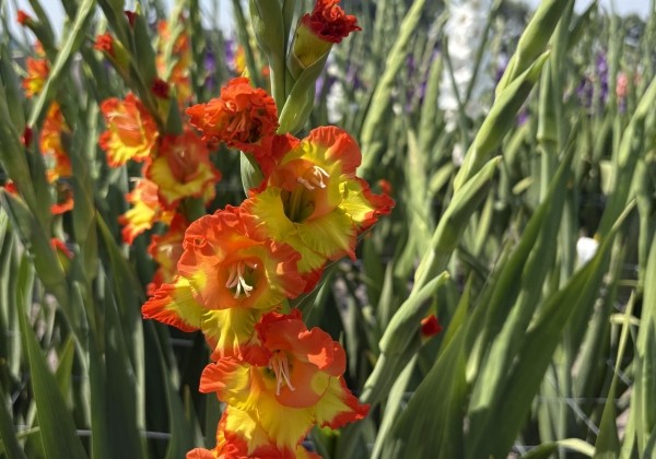 Gladiolus Prinses Margaret Rose
