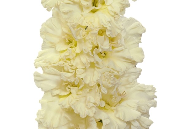Gladiolus Sweet Crystal