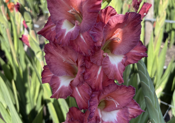 Gladiolus Tiramisu