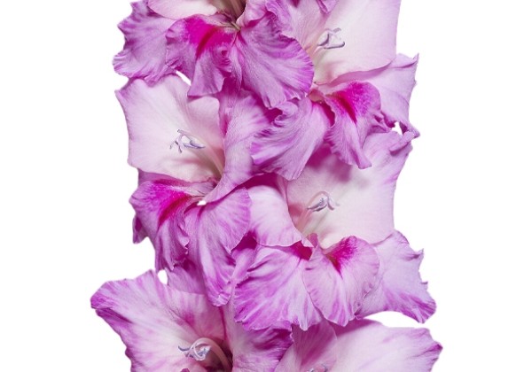 Gladiolus Xperience